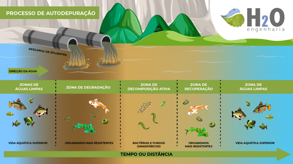 Diagrama ilustrando o processo de autodepuração de um corpo d'água após o descarte de efluentes, mostrando zonas de águas limpas, degradação, decomposição ativa com bactérias e fungos anaeróbicos, e recuperação com o retorno de vida aquática mais resistente e superior ao longo do tempo e da distância. Fonte: H2O engenharia.